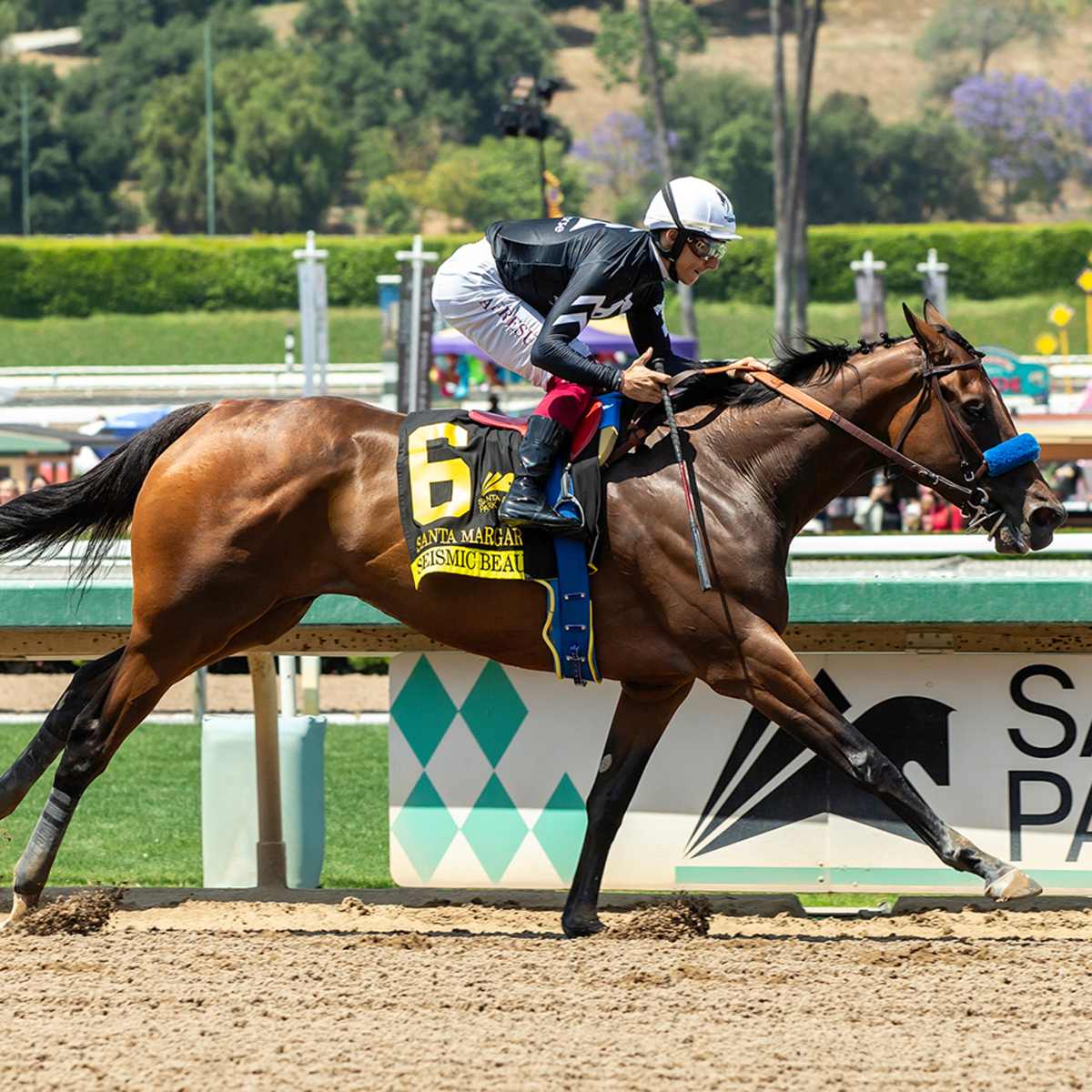 Seismic Beauty The Book